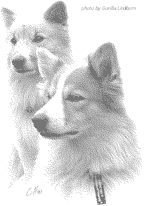 Front_dogs.gif (11100 Byte)